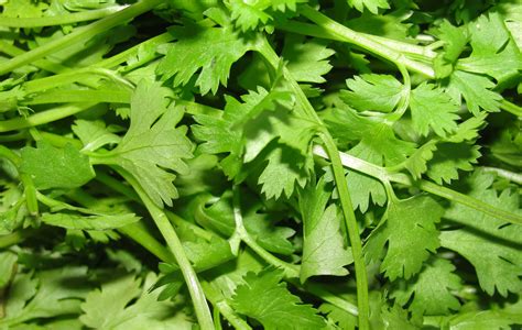 How to Say Coriander in Filipino .